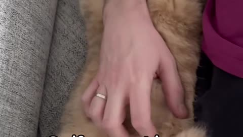 About cats