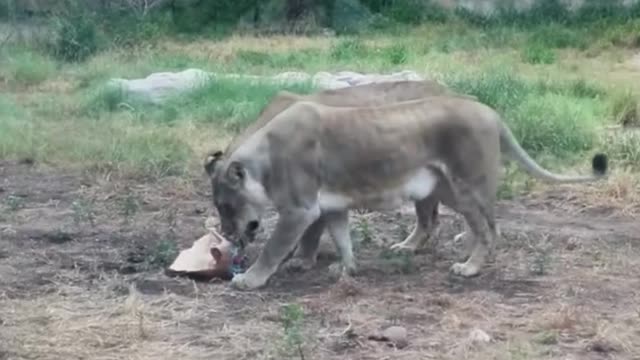 The daily life of a lion