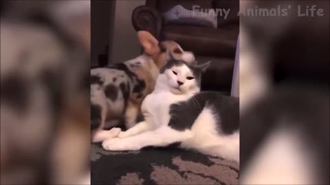 Funny Cats and Dogs Videos September 2021 Try Not to Laugh or Grin Cute and Funny Animals #5