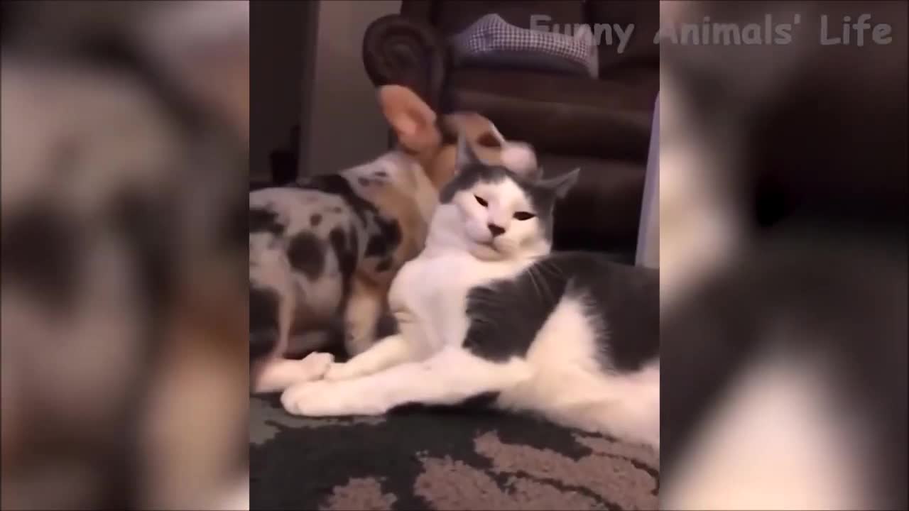 Funny Cats and Dogs Videos September 2021 Try Not to Laugh or Grin Cute and Funny Animals #5
