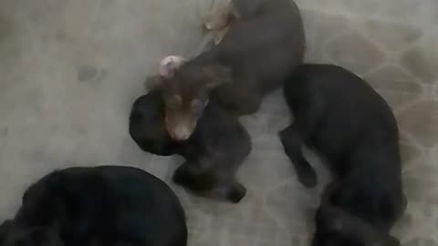 Os cachorros