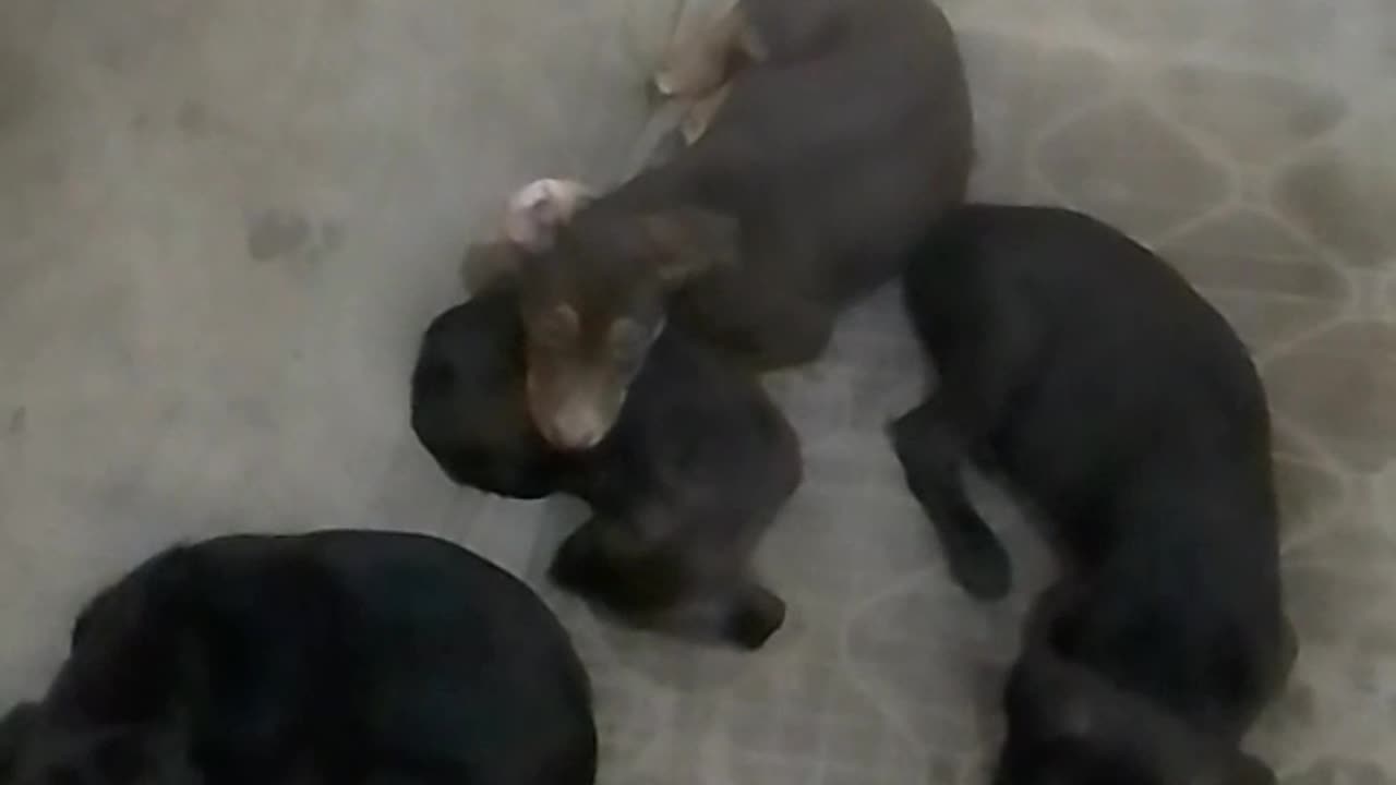 Os cachorros