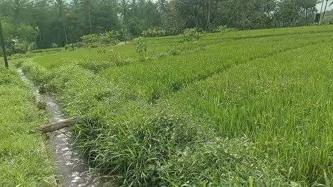 wide expanse of rice fields