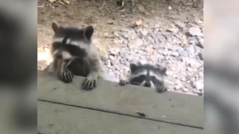 Funny Animal Video