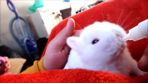 Cutest Bunny Rabbits Thumping Compilation