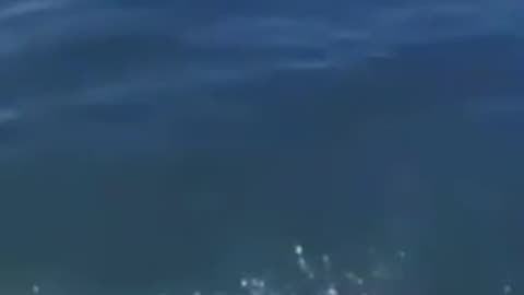 Try not to laugh 🤭 funny animals🤣