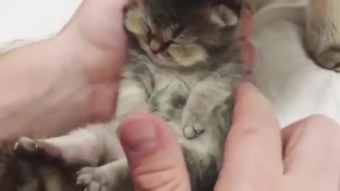 A sleeping cat