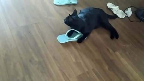 Black cat having fun with her slippers indoors