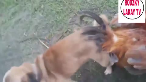 chicken things