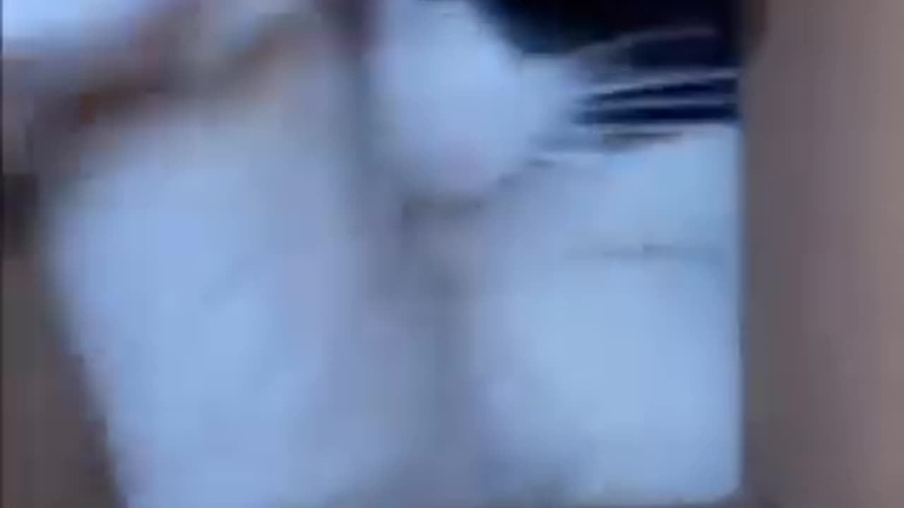 Funny Cat Video's | Best Funny Video 2024 | Cat Lover
