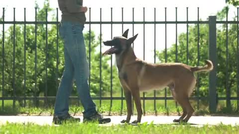 Dog traning speech