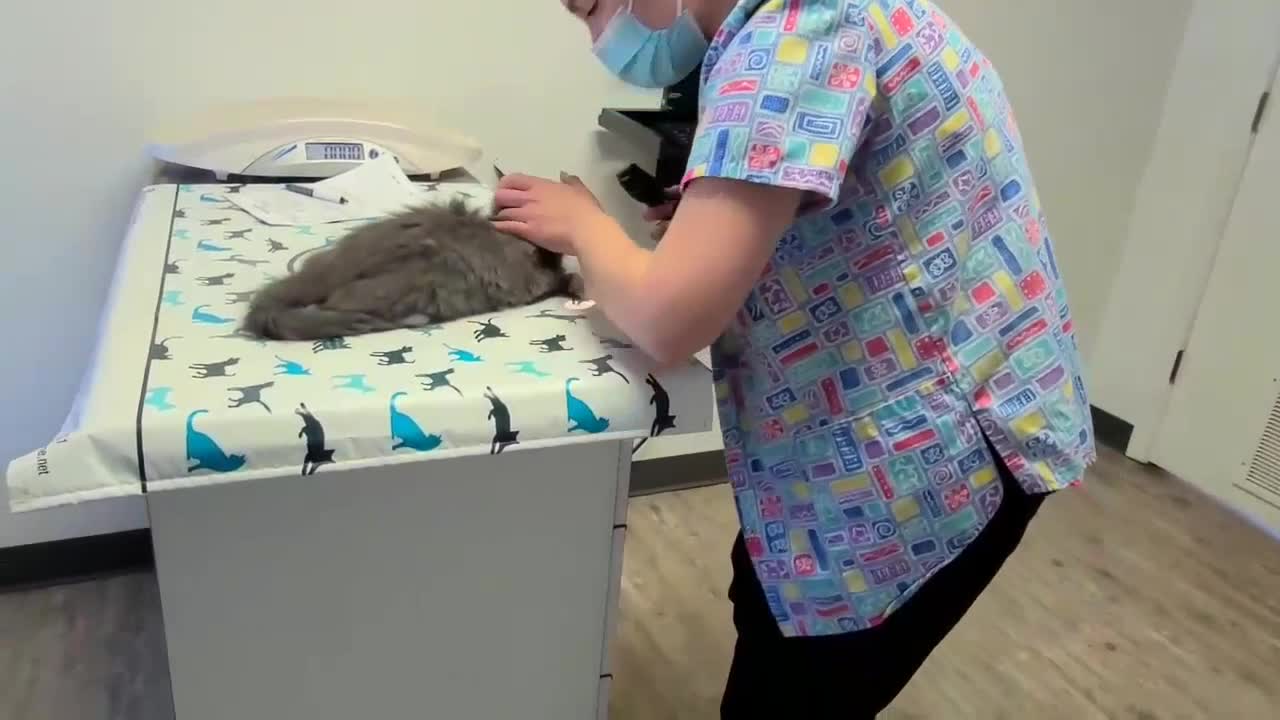 Fluff Ball at Virginia animal hospital !!