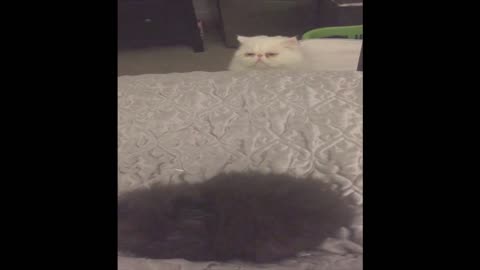 Weird White Cat Spies On Brown Cat