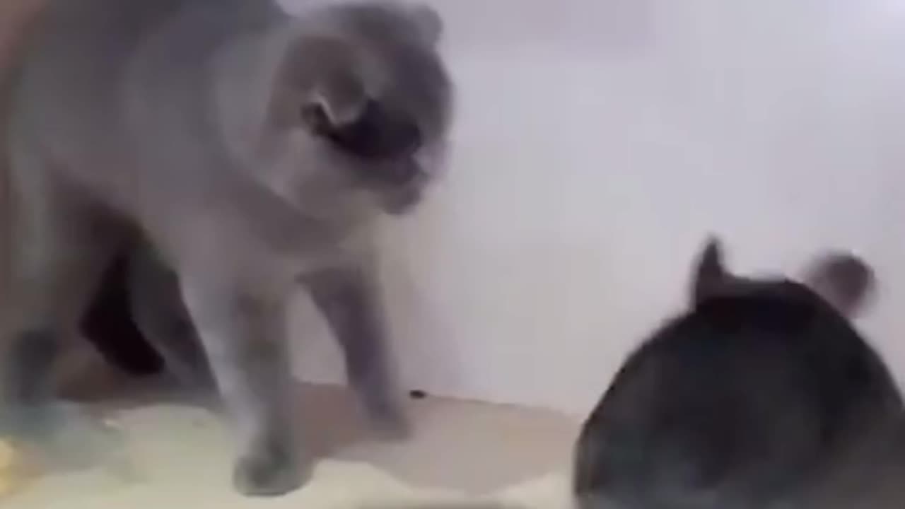 Chinchilla fighting with cats😂