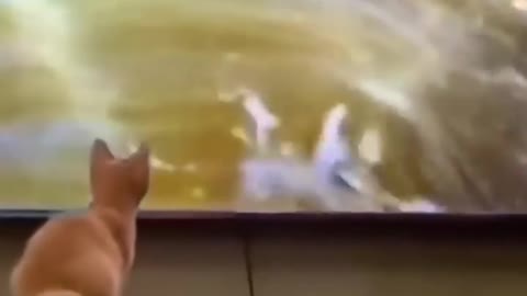 Gato Pescador