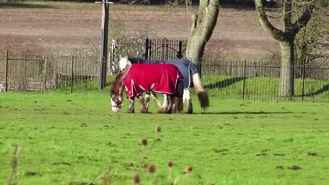 BEAUTIFUL HORSES_ANIMALS LOVER