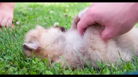 Cute little chow chow puppy being pet in grass
