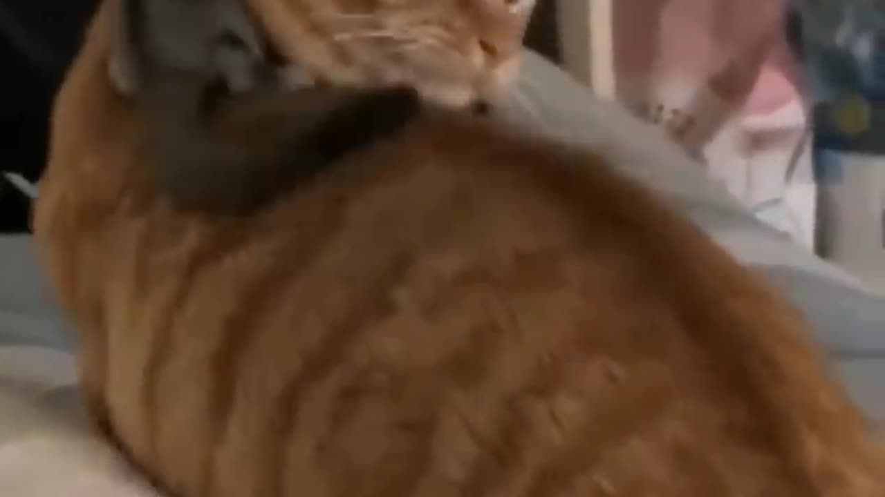 Cute cat and pet video beautiful babies cat video
