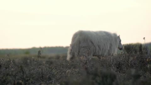 Wool lamb 🐏 most likely amazing facts