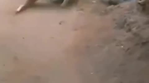 Animals funny fight Duck And Dog