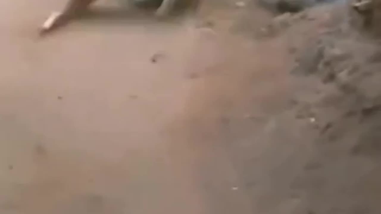 Animals funny fight Duck And Dog