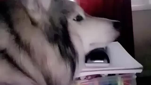 Husky Cuddles