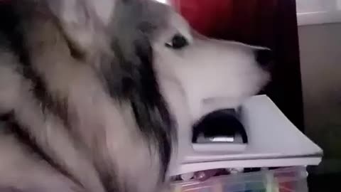 Husky Cuddles