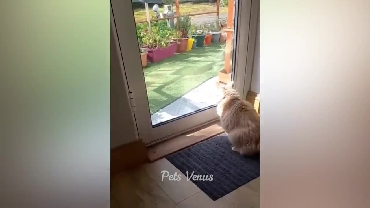 New Funny Animals 😄 Funniest Cats and Dogs 2023 😻🐶