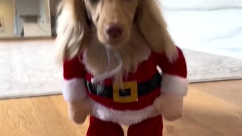 "Santa Paws is Coming to Town: Dog Spreads Cheer in Festive Run! 🎅🐾 #SantaPawsJoy #Xmas #MerryRun"