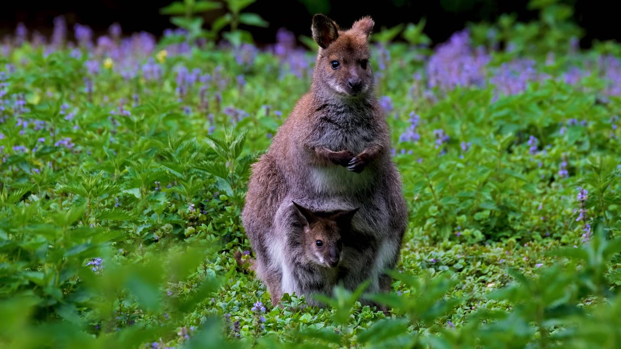 Mom Playing With Her Child.