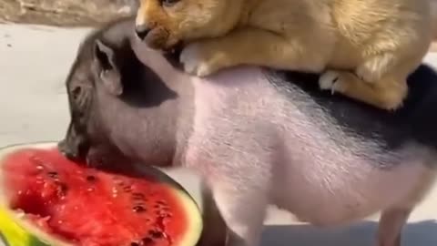 Dogs and pigs