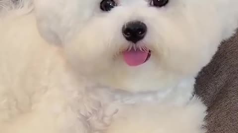 Dog so cute #labradorpuppy #puppy #puppylove #dog #dogsoftiktok #cute #ctuebaby #cutedog #funny