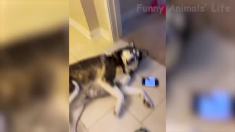 Best Funny Animal Videos 2022 Funniest Dogs And Cats Videos