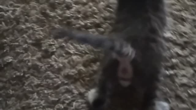 Kitten is cute