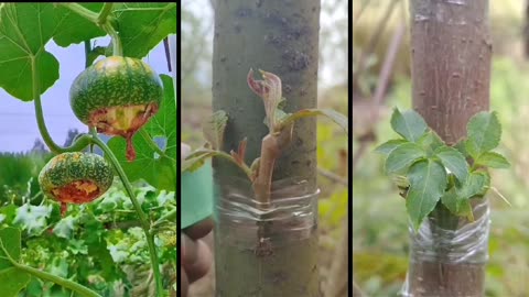Choosing the Right Grafting Method for Your Fruit Trees - Plants World