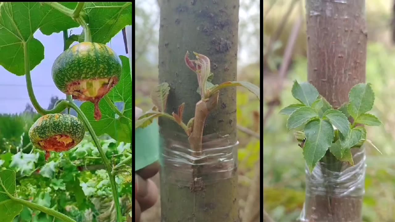 Choosing the Right Grafting Method for Your Fruit Trees - Plants World