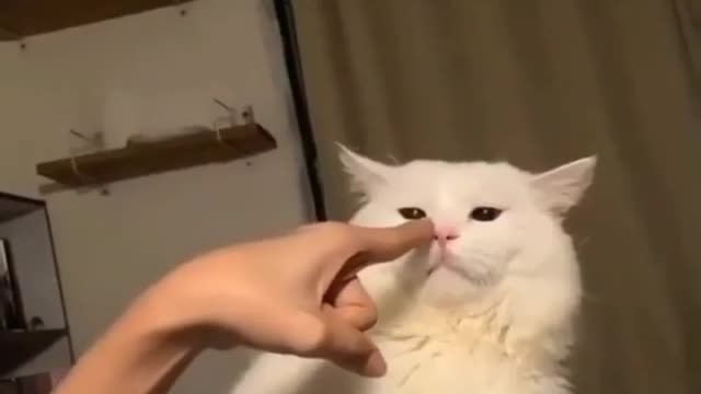 Cat Funny video