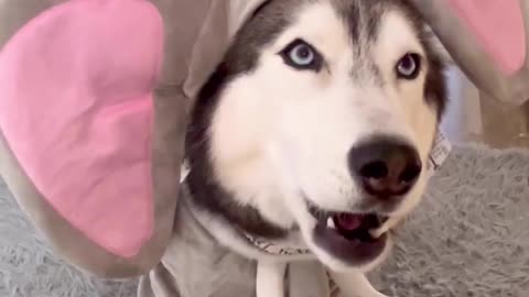 Meekathehusky is soh cute♥️