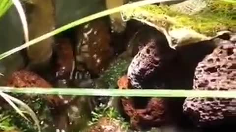 beautiful creek