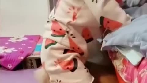 Dog help the cute baby