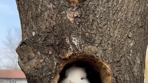 Bunny tug of war cute pet rabbit