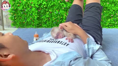 Baby monkey Chloe having fun with dad