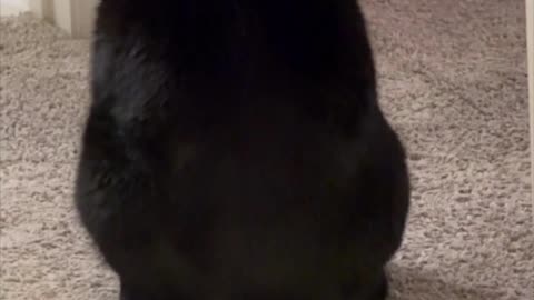 Adopting a Cat from a Shelter Vlog - Cute Precious Piper is at a Crossroads #shorts