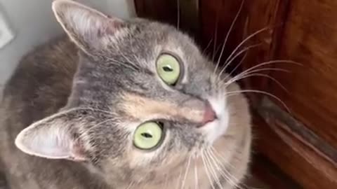 Sounds that attract cats - Meow to make cats come to you