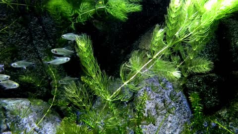 Aquarium Fish Marine Underwater Water Singapore