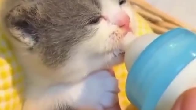 and the pet community