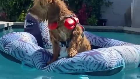 Funny and beautiful pets