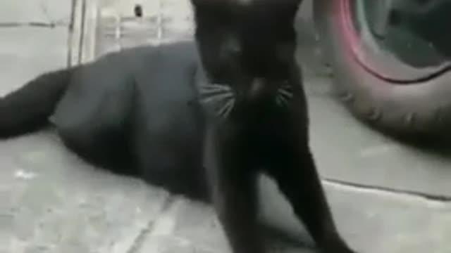 Cat Funny Video 🤣| Cats Funny Cips😂#cats #animal