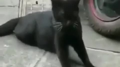 Cat Funny Video 🤣| Cats Funny Cips😂#cats #animal