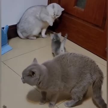 Funniest cats 😂funny animal videos 2022🤣#funny🐱#5